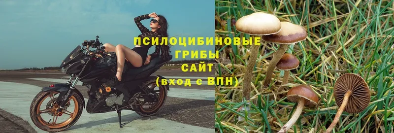 блэк спрут ссылка  Бугульма  Псилоцибиновые грибы Psilocybe 